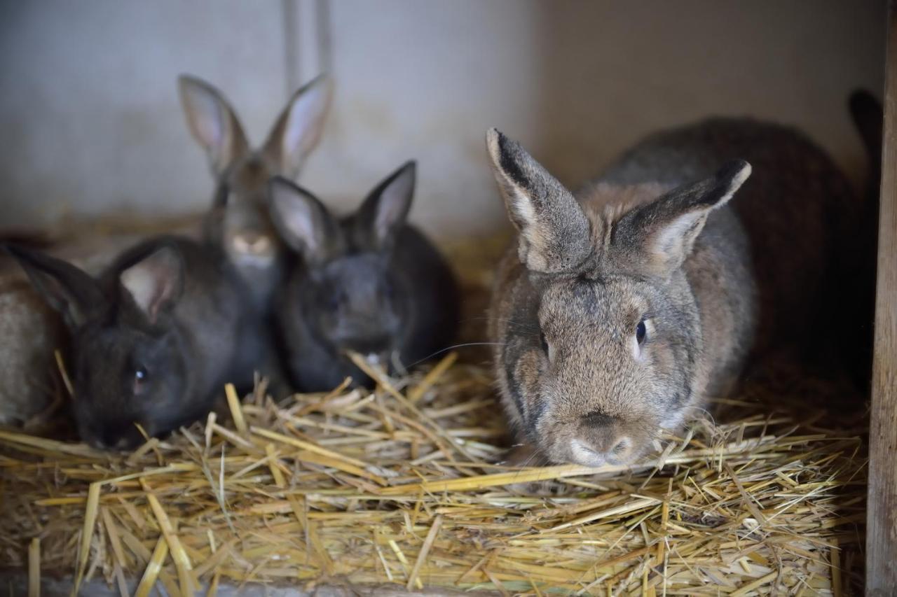 Penzion Mala Farma Nemojany Zewnętrze zdjęcie